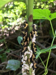 Membracis trimaculata