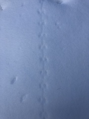 Peromyscus sonoriensis