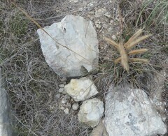 Bouteloua pectinata