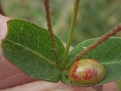 Paropsisterna fastidiosa