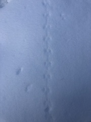 Peromyscus sonoriensis