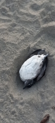 Ptychoramphus aleuticus
