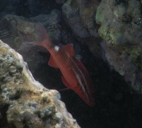 Whitesaddle goatfish (Parupeneus porphyreus) — Mullidae — 5