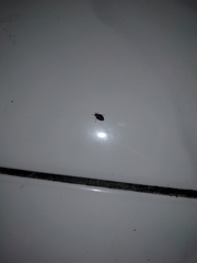 Cimex lectularius