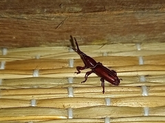 Brentinae