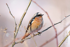 Phoenicurus erythronotus