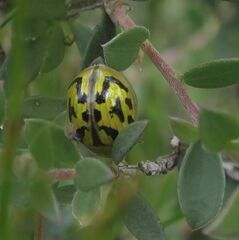 Paropsisterna obliterata