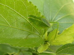 Stilpnochlora