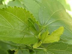 Stilpnochlora