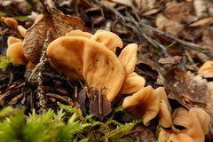 Cudoniaceae