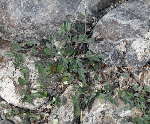 iNaturalist observation photo of water clover