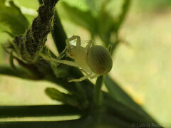 Misumenops