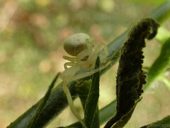 Misumenops