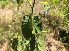 Abutilon oxycarpum