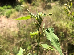 Abutilon oxycarpum