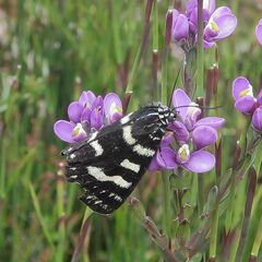 Phalaenoides tristifica