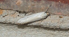 Philobota protecta