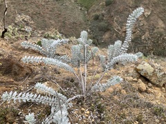 Acmispon argophyllus adsurgens