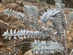 Acmispon argophyllus adsurgens