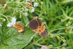 Heliconius numata bicoloratus