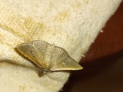 Banisia