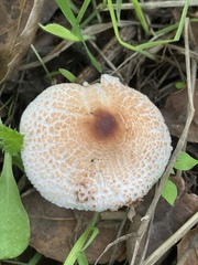 Lepiota spheniscispora