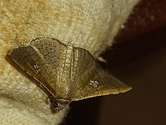 Banisia