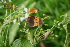 Heliconius numata bicoloratus