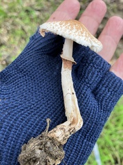 Lepiota spheniscispora