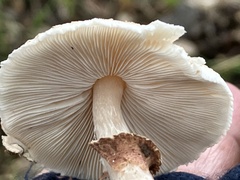 Lepiota spheniscispora