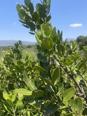 Acokanthera oppositifolia