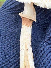 Lepiota spheniscispora