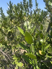 Acokanthera oppositifolia