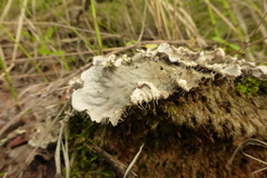 Peltigera neopolydactyla