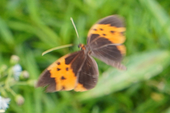 Heliconius numata bicoloratus