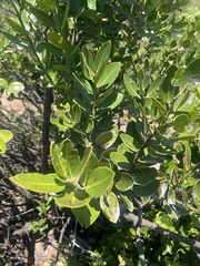 Acokanthera oppositifolia