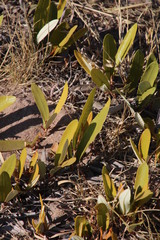 Parinari capensis capensis