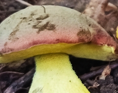Butyriboletus roseogriseus