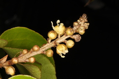 Croton mayanus