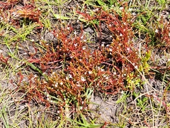 Stylidium despectum