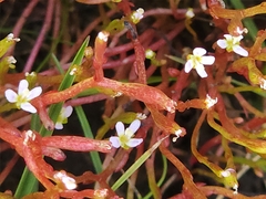 Stylidium despectum