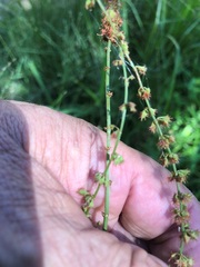 Rumex brownii