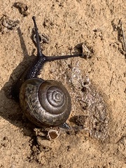 Helminthoglypta tudiculata