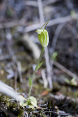 Pterostylis puberula
