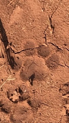 Civettictis civetta australis