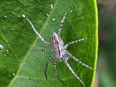 Dolomedes facetus
