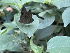 Mesosemia lamachus