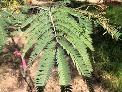 Acacia glaucocarpa