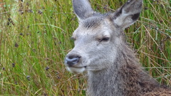 Cervus elaphus elaphus