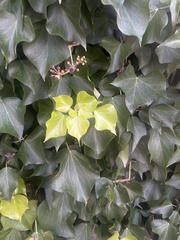 Hedera canariensis